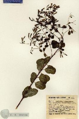 URN_catalog_HBHinton_herbarium_5315.jpg.jpg