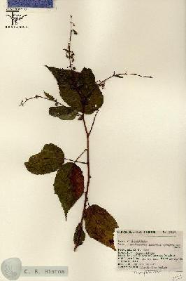 URN_catalog_HBHinton_herbarium_5324.jpg.jpg