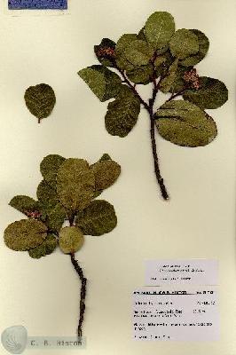 URN_catalog_HBHinton_herbarium_28726.jpg.jpg