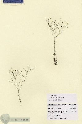 URN_catalog_HBHinton_herbarium_28708.jpg.jpg