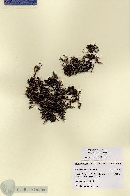 URN_catalog_HBHinton_herbarium_28729.jpg.jpg