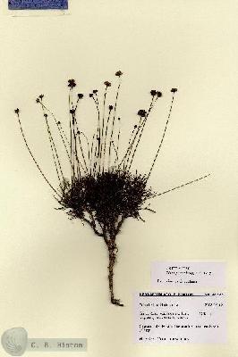 URN_catalog_HBHinton_herbarium_28723.jpg.jpg