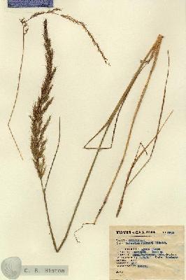 URN_catalog_HBHinton_herbarium_2908.jpg.jpg
