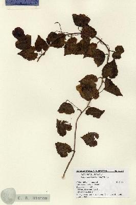 URN_catalog_HBHinton_herbarium_14465.jpg.jpg