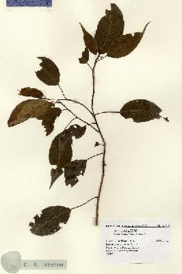 URN_catalog_HBHinton_herbarium_14743.jpg.jpg