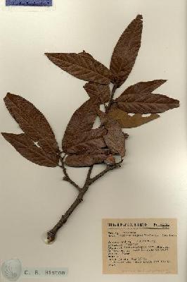 URN_catalog_HBHinton_herbarium_6577.jpg.jpg