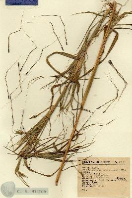 URN_catalog_HBHinton_herbarium_6608.jpg.jpg