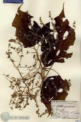 URN_catalog_HBHinton_herbarium_6906.jpg.jpg