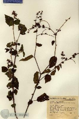 URN_catalog_HBHinton_herbarium_6986.jpg.jpg