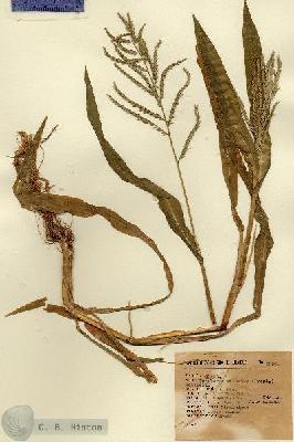 URN_catalog_HBHinton_herbarium_5994.jpg.jpg