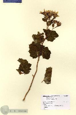 URN_catalog_HBHinton_herbarium_8337.jpg.jpg