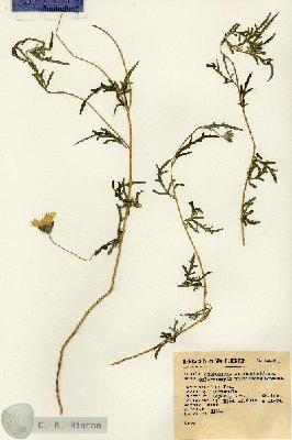 URN_catalog_HBHinton_herbarium_6425.jpg.jpg
