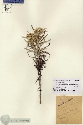 URN_catalog_HBHinton_herbarium_8825.jpg.jpg