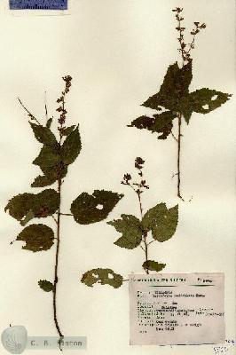 URN_catalog_HBHinton_herbarium_8560.jpg.jpg