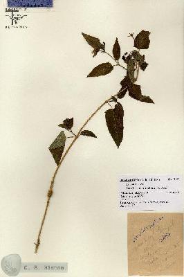 URN_catalog_HBHinton_herbarium_7497.jpg.jpg