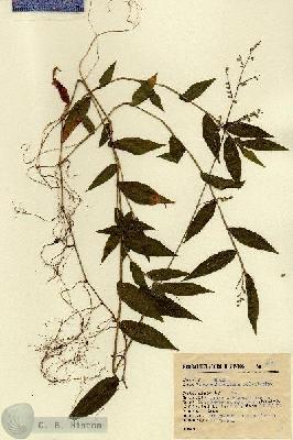 URN_catalog_HBHinton_herbarium_9891.jpg.jpg