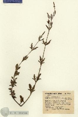 URN_catalog_HBHinton_herbarium_11991.jpg.jpg