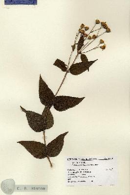 URN_catalog_HBHinton_herbarium_12045.jpg.jpg