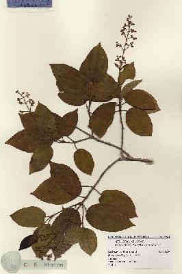 URN_catalog_HBHinton_herbarium_9936.jpg.jpg