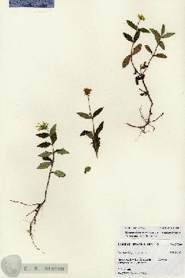 URN_catalog_HBHinton_herbarium_27266.jpg.jpg