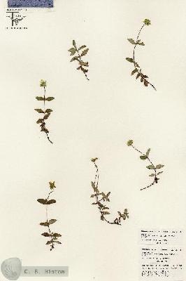 URN_catalog_HBHinton_herbarium_26388.jpg.jpg