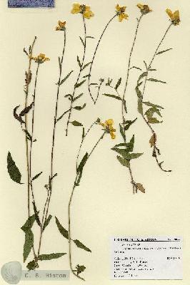 URN_catalog_HBHinton_herbarium_19055.jpg.jpg