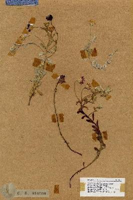 URN_catalog_HBHinton_herbarium_18471.jpg.jpg