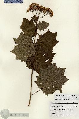 URN_catalog_HBHinton_herbarium_27232.jpg.jpg