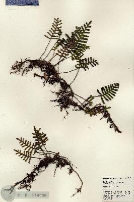 URN_catalog_HBHinton_herbarium_24121.jpg.jpg
