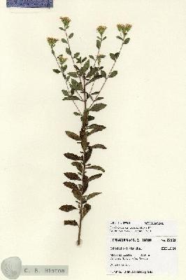 URN_catalog_HBHinton_herbarium_27961.jpg.jpg