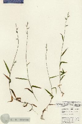 URN_catalog_HBHinton_herbarium_24897.jpg.jpg
